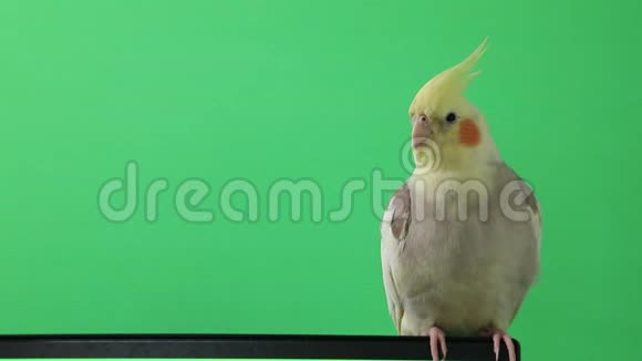 红鹦鹉变色背景慢动作视频的预览图