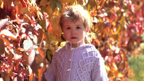 秋天大自然里穿毛衣的漂亮孩子快乐的孩子在秋叶背景下在户外笑幼儿或视频的预览图