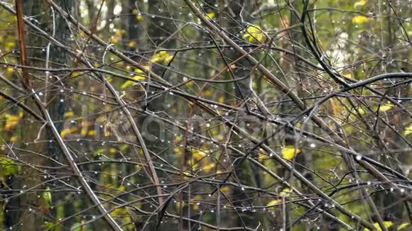 秋天树枝上有雨滴视频的预览图
