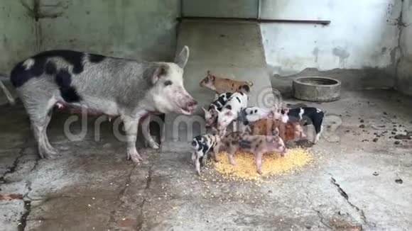 妈妈和他们吃的小狗一起播种视频的预览图