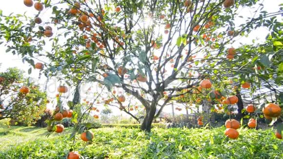 花园植物树上的橙色视频的预览图