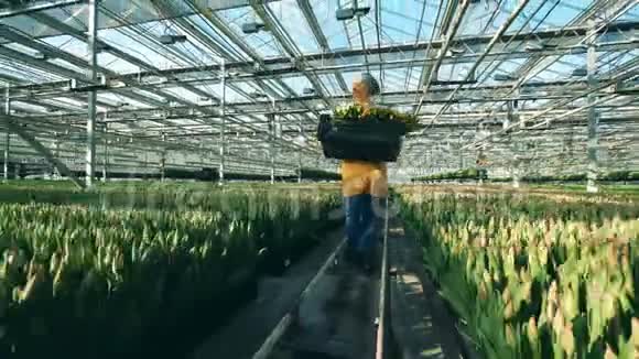 一个园丁拿着一个带黄色郁金香的篮子在一个现代化的温室里工作视频的预览图