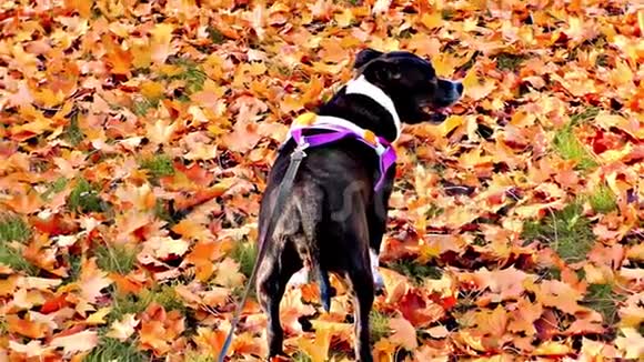 秋天的树叶在公园里狗视频的预览图
