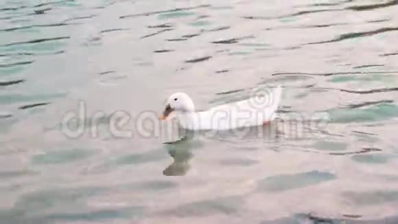 两只白鸭子和一只鸭子在池塘里游泳喝着水视频的预览图