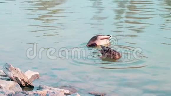 慢动作雌性野鸭和雄性野鸭倒着在水里泡吃昆虫或杂草视频的预览图