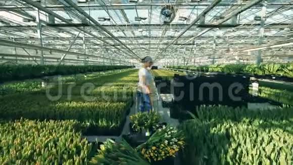 专业的园丁用手推车把收集到的郁金香搬到温室里视频的预览图