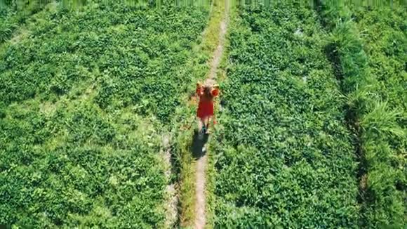 在巴厘岛穿着红色连衣裙的女性沿着绿色的田野漫步视频的预览图