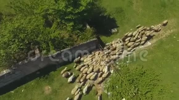 在山区从围场搬出来的羊群养牛有机毛视频的预览图