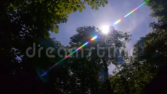 森林中的太阳透镜耀斑视频的预览图
