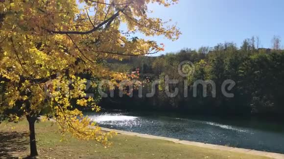 公园树木五颜六色的树叶被风吹阳光在水中秋天的背景自然的秋天的概念视频的预览图