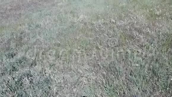 春季草原与无人机兰布鲁斯科莫迪纳拍摄视频的预览图