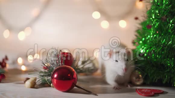 灰鼠走在新年的属性之间庆典的概念服装装饰品的文号视频的预览图