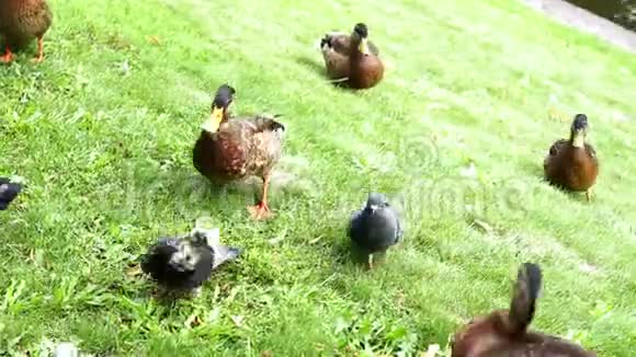 一群鸭子在公共公园的草地上奔跑视频的预览图