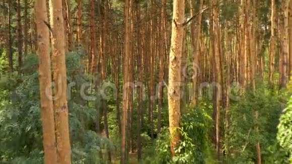 森林里树干上的绿色小跳视频的预览图