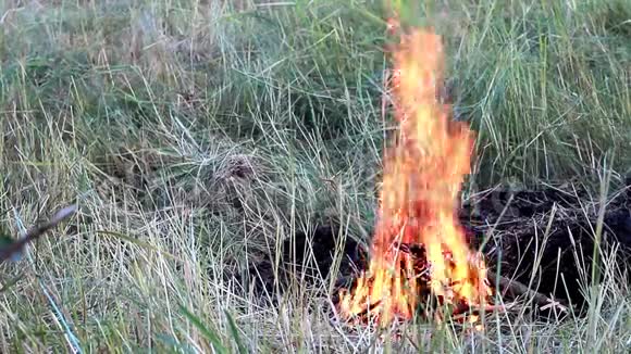 草地上燃着篝火秋林中燃着柴火和余烬有选择地聚焦视频的预览图