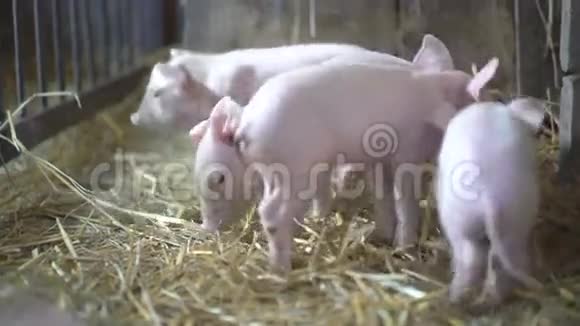 许多小猪在4K的稻草上休息视频的预览图