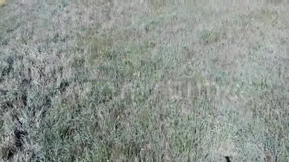 春天的草原被无人驾驶飞机兰布鲁斯科莫迪纳拍摄视频的预览图