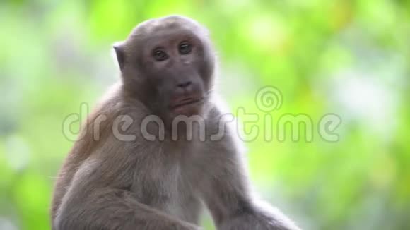 雄性可爱的野猴子坐在树上视频的预览图