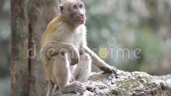 雄性可爱的野猴子坐在岩石上视频的预览图