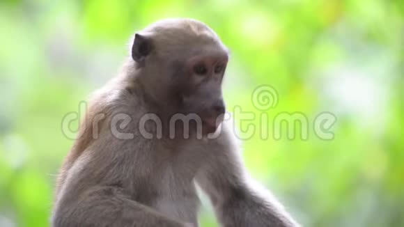 雄性可爱的野猴子坐在树上视频的预览图