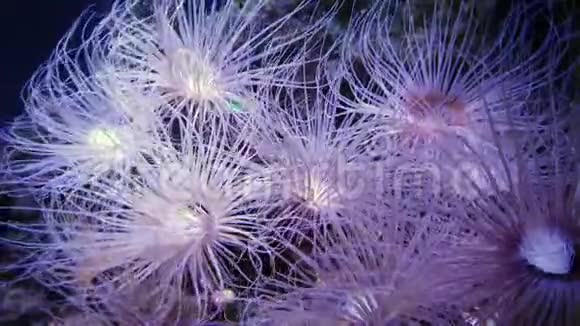 海葵在水下活动视频的预览图