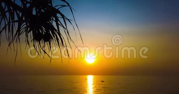 美丽的日落与棕榈树的时间流逝视频的预览图