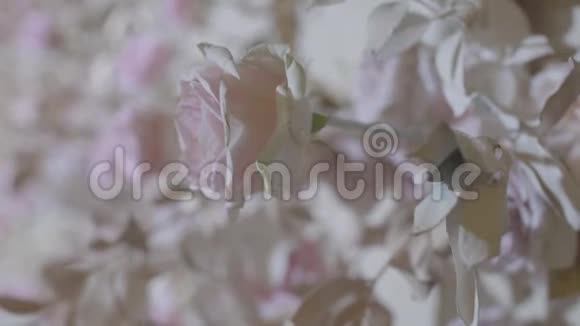 新鲜的白色和米色玫瑰视频的预览图