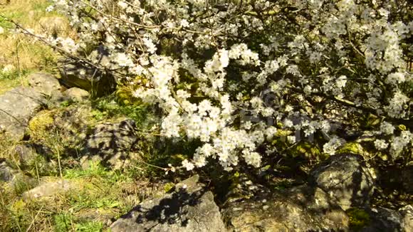 德国春天黑棘开花视频的预览图
