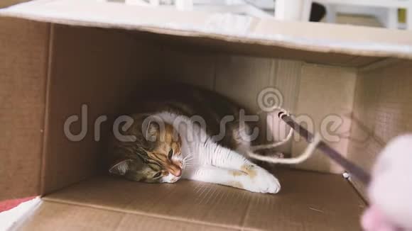 雄性手在玩长棍子睡猫在纸板里休息视频的预览图