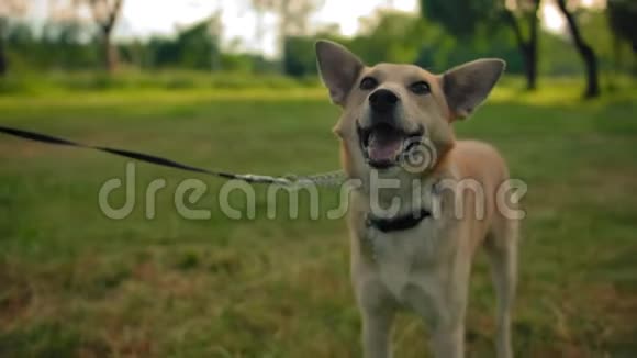 一只杂种狗的肖像公园里只有一条狗被绑在绳子上视频的预览图