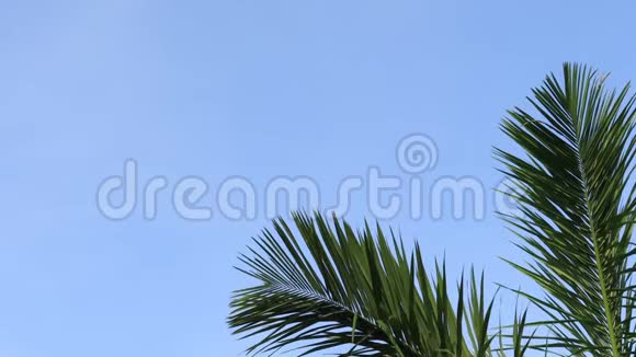 棕榈叶在蓝天背景下随风摇曳视频的预览图
