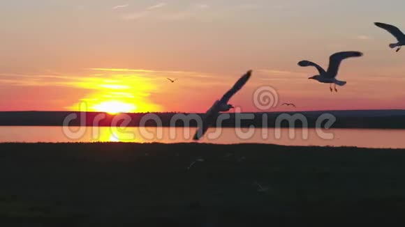 美丽的日落和海鸥飞过河流俄罗斯南部的野生动物从高处射击视频的预览图