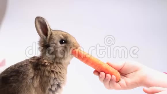 女孩喂兔子胡萝卜视频的预览图
