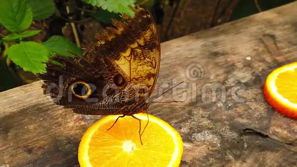 猫头鹰蝴蝶在一个橙色的小片上缓慢地摆动着翅膀视频的预览图