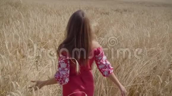 可爱的小女孩慢吞吞地走在田野里手摸着麦穗享受阳光的无忧无虑的女人视频的预览图