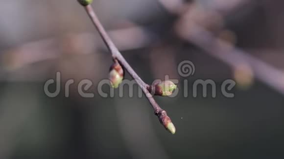 春天的树芽视频的预览图