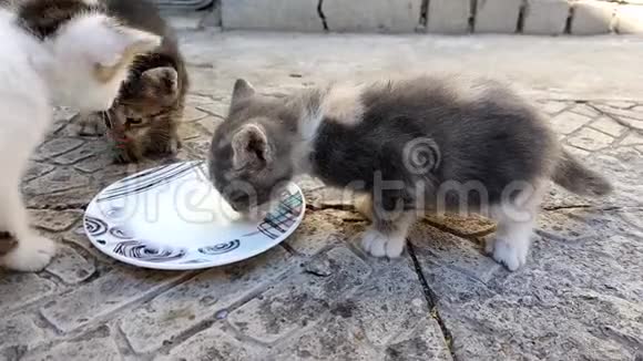 家里的小猫在石头地板上从户外的碟子里喝牛奶视频的预览图