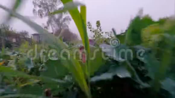 地面秋季植物特写视频的预览图
