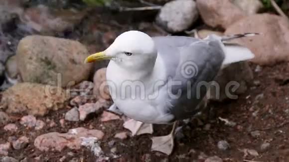 大白海鸥在陆地上被清理干净视频的预览图
