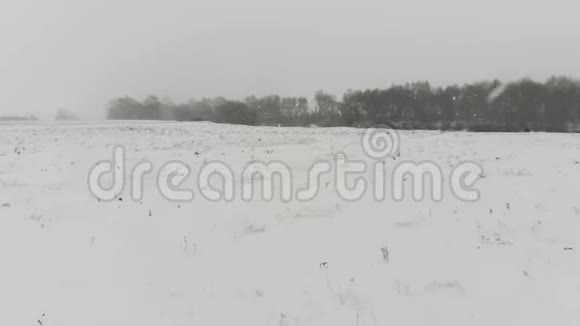穿过冬天的雪野生性视频的预览图