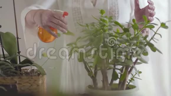 成熟的白种人女性用手在盆里的绿色家庭花卉上喷洒水照顾她园艺的退休人员视频的预览图