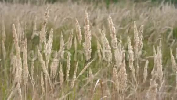 夏日草甸上随风摇曳的草穗视频的预览图