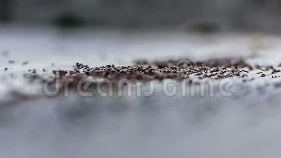 蚂蚁们一起在地上做特写视频的预览图