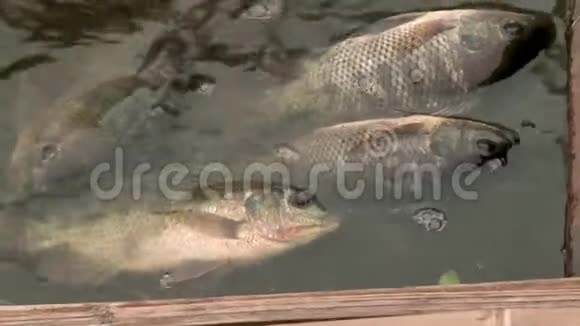 鱼在木船里的水里视频的预览图