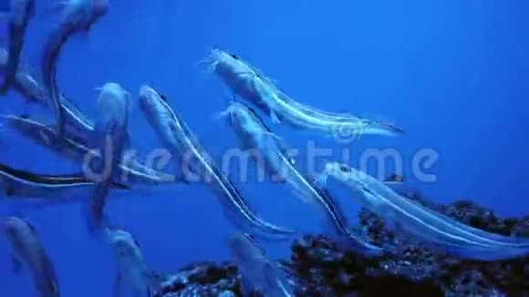 鲶鱼捕捞水下海洋生物视频的预览图