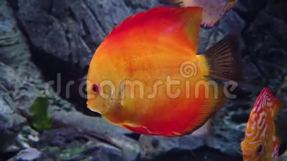 蓝色水中的红色热带鱼类视频的预览图