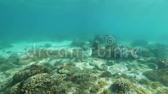 热带海鱼在绿松石水中的海底珊瑚礁上游泳水下观景潜水和浮潜视频的预览图
