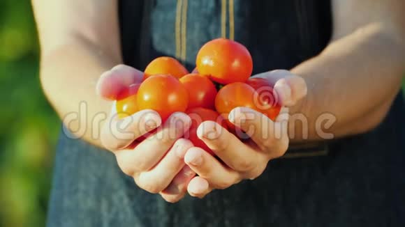 一个农民手里拿着一把成熟的红西红柿有机蔬菜概念视频的预览图