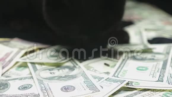 美元和一只黑猫视频的预览图