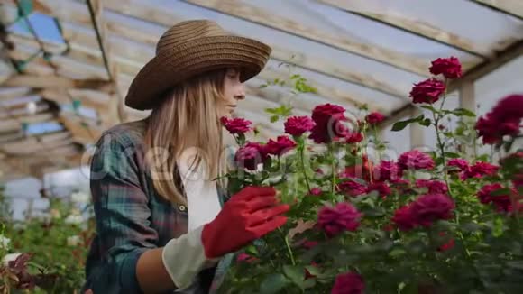 一位年轻的女花匠在温室里照料玫瑰戴着手套坐着用检查和触摸花蕾视频的预览图